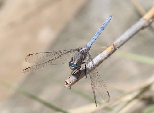 Réf. 264 394 : Orthetrum chrysostigma